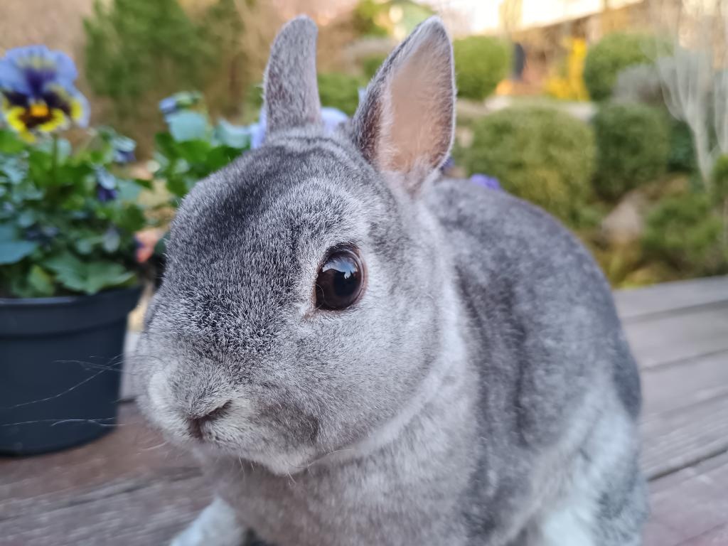 Zakrslý rex činčilový - 9