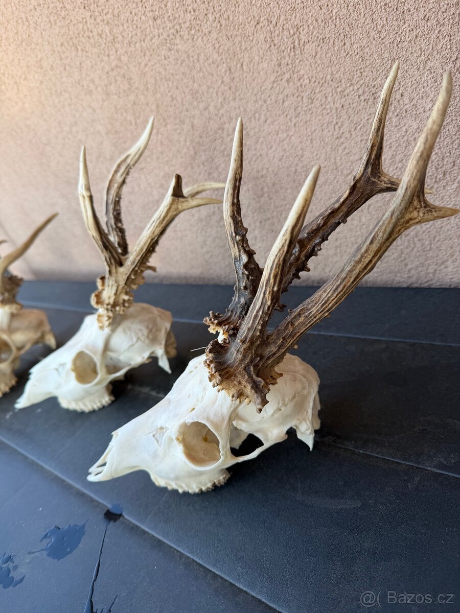 Srnci trofeje rarity - 9
