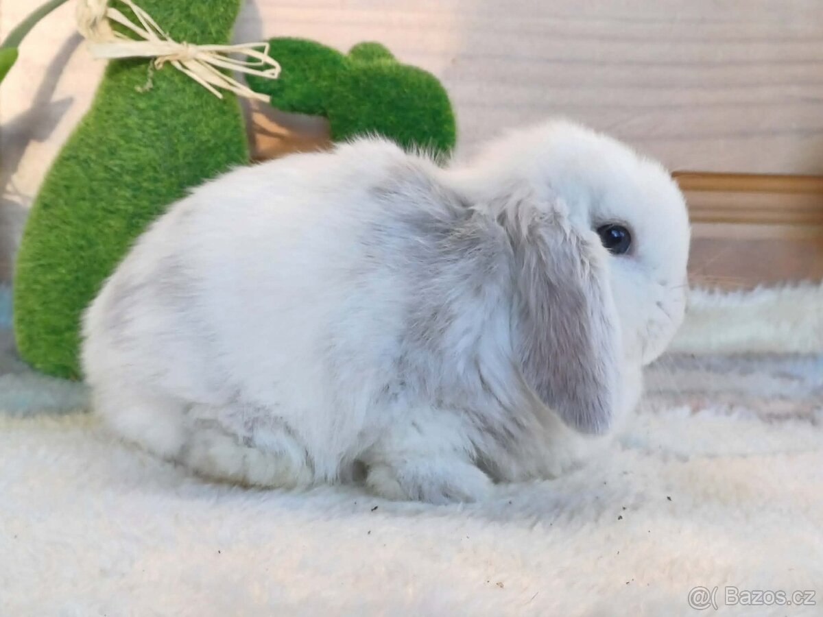 samička - minilopa - 9