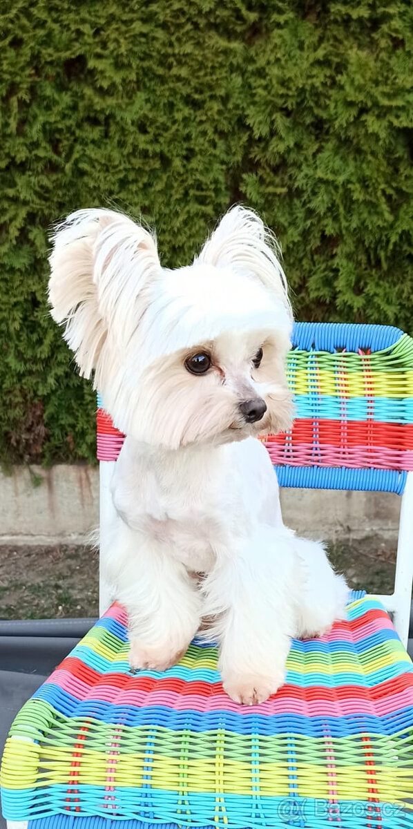 Jorkšírský teriér sněhobílá holčička Nutellka, s PP, York - 9