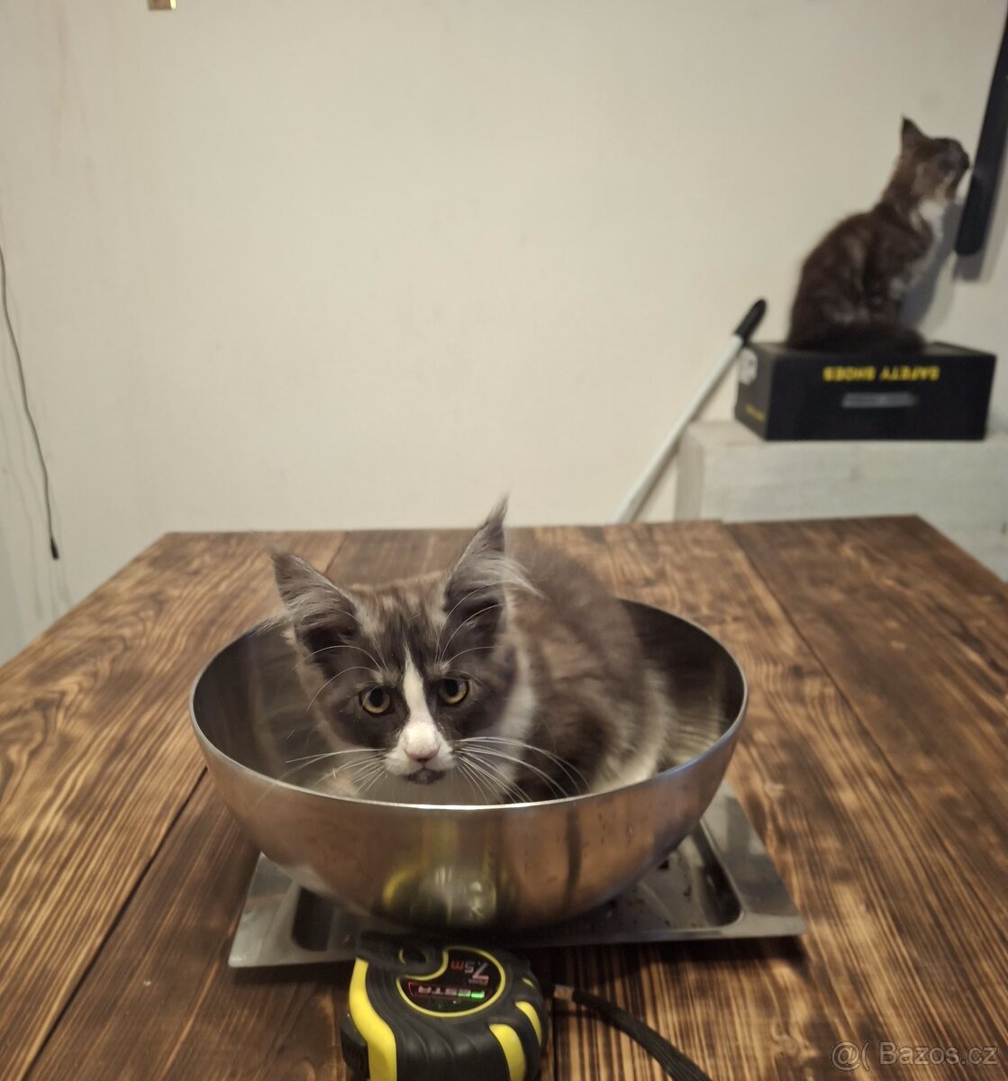 Mainská Mývalí - 9