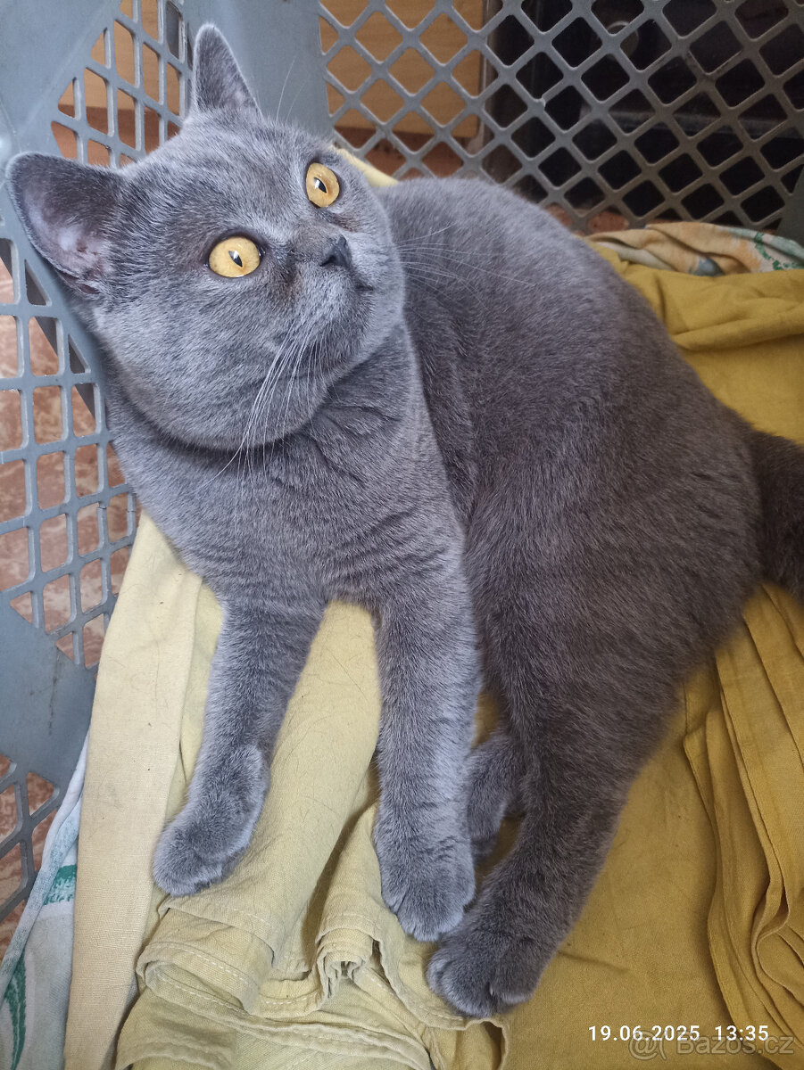 Britský modrý kocour ke krytí - 9