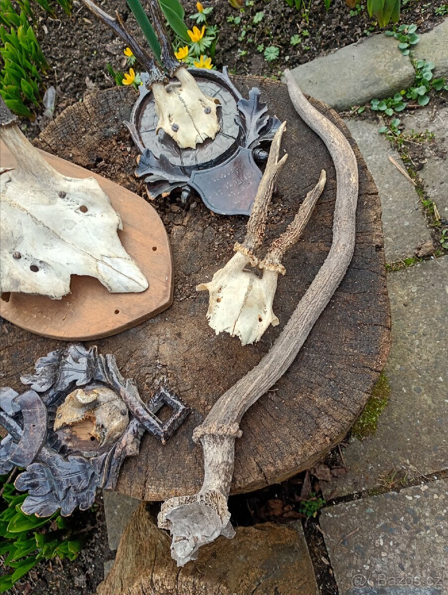 Staré Poškozené Trofeje - 9