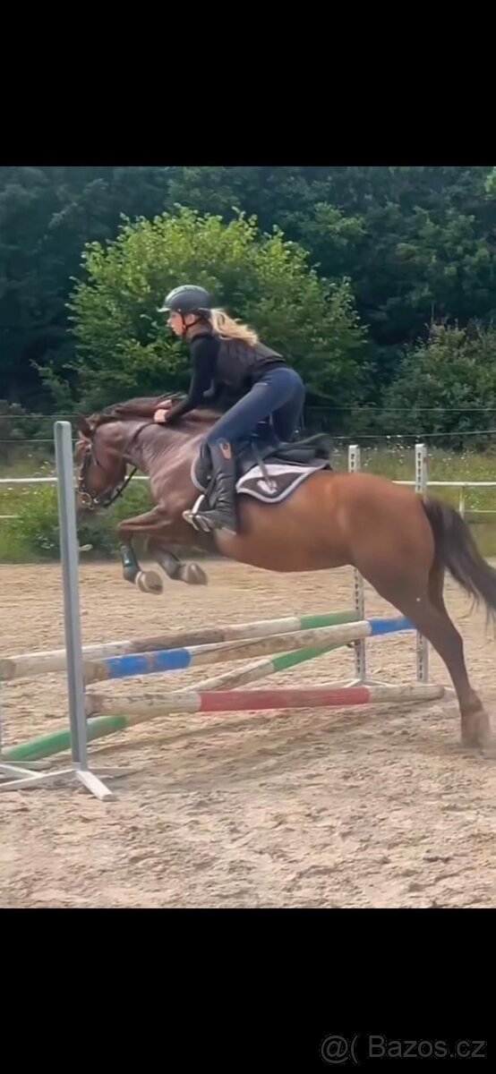 Welsh pony A - 9