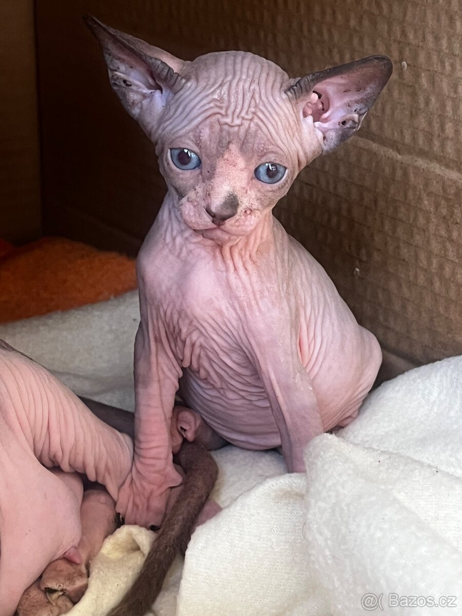 Kanadský sphynx - 9