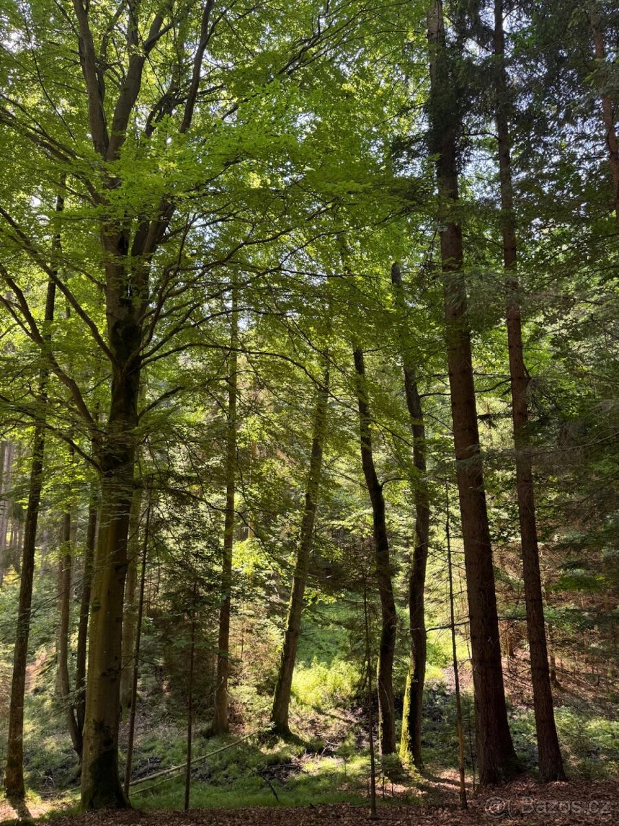 Prodám lesní pozemky v k.ú. Nesměň u Ločenic - 9
