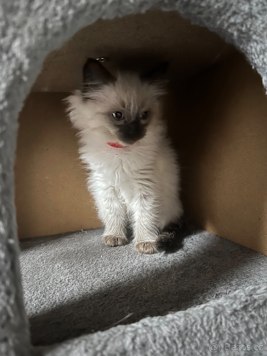 Koťátka Ragdoll - 9