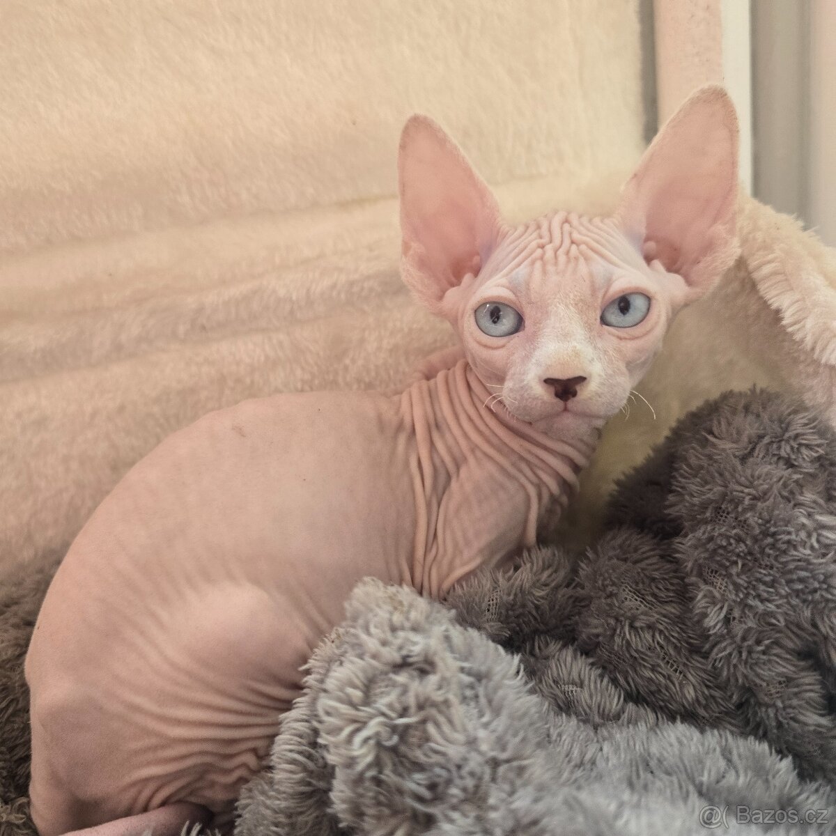 Kanadský sphynx bez PP - 9