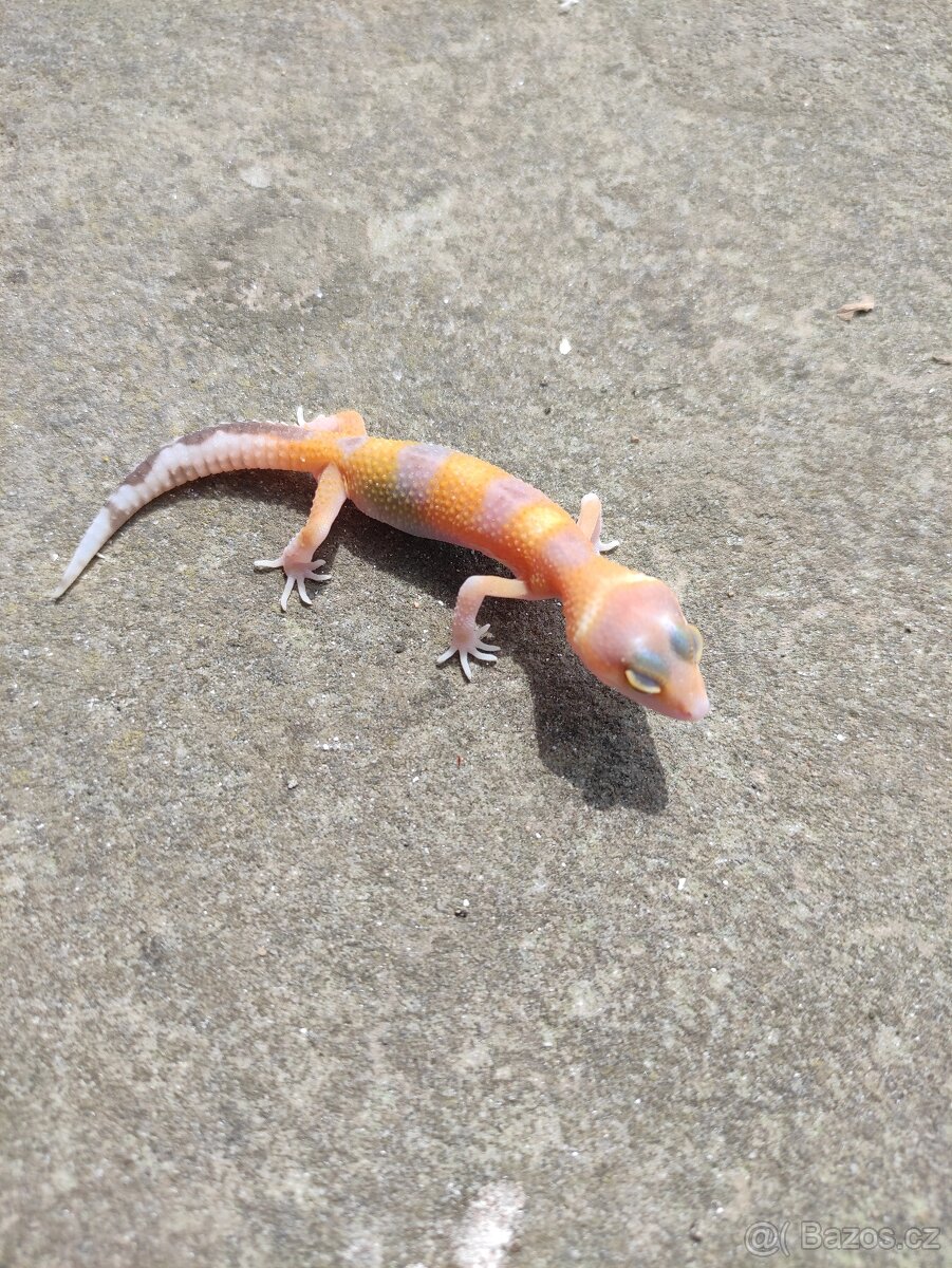 gekončík noční, terárium - 9