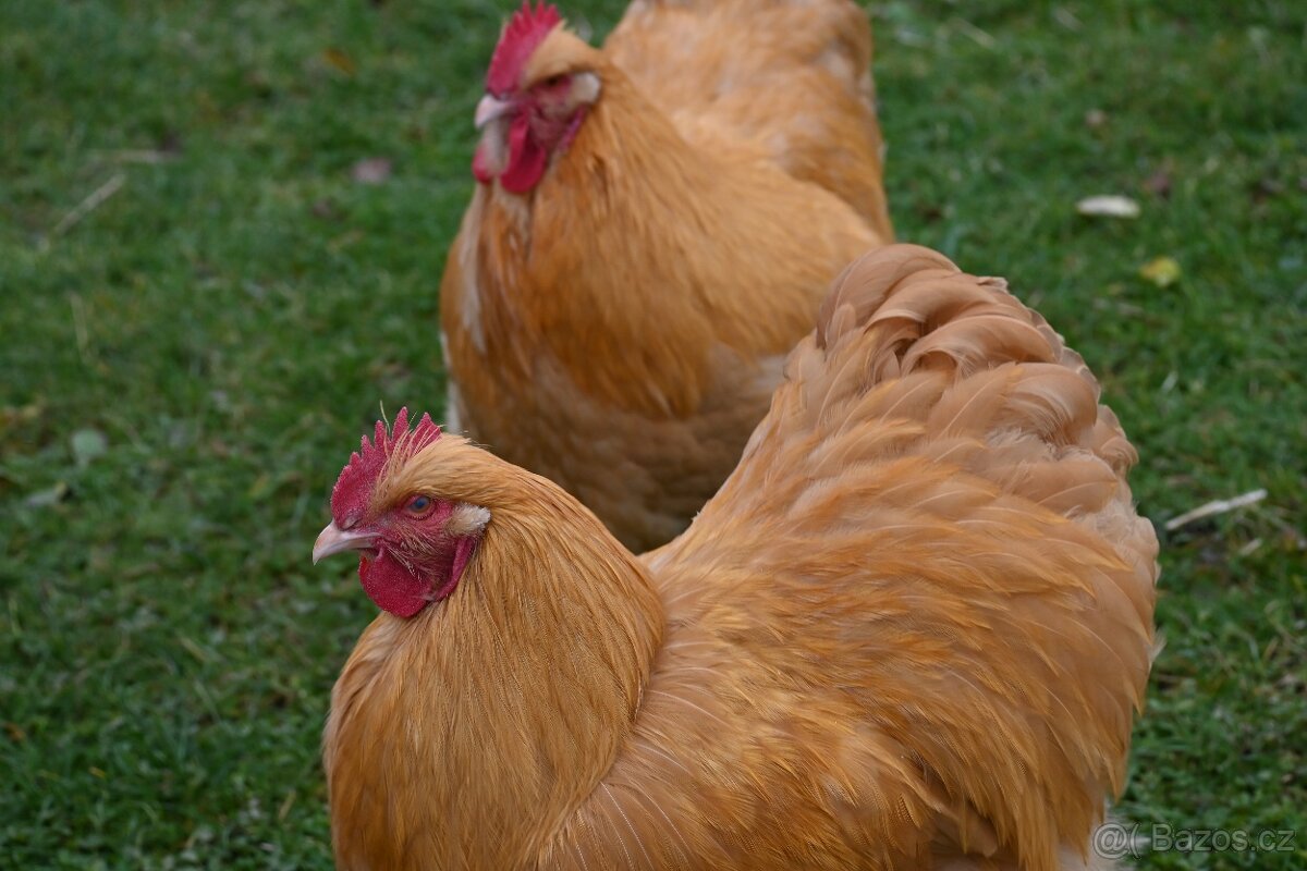 Kohouti orpingtonky - 9