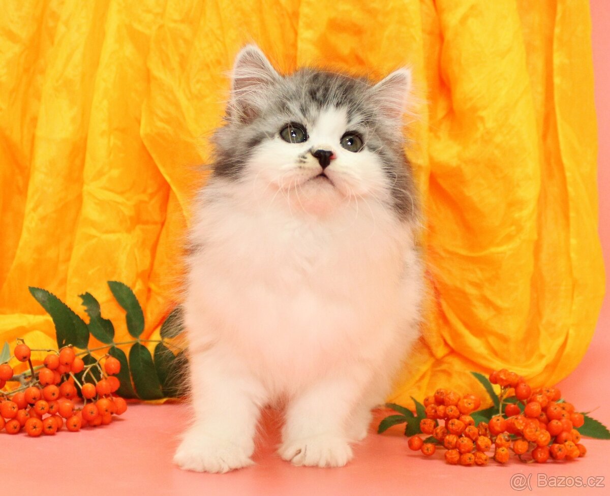 Sibiřská kočka - 9