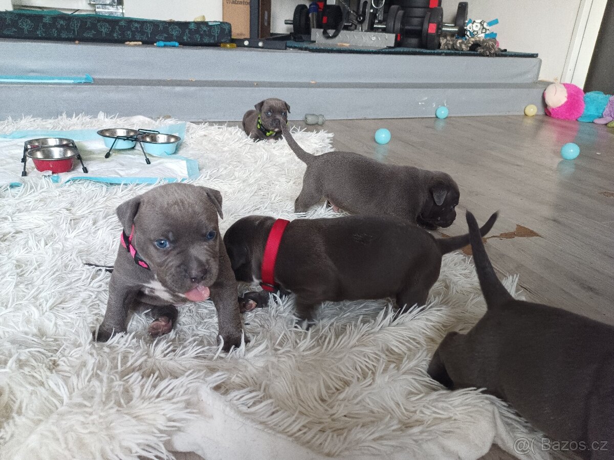 Štěňátka stafordšírský teriér - 9