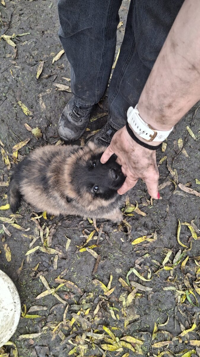 Šťěňata ovčáka - 9