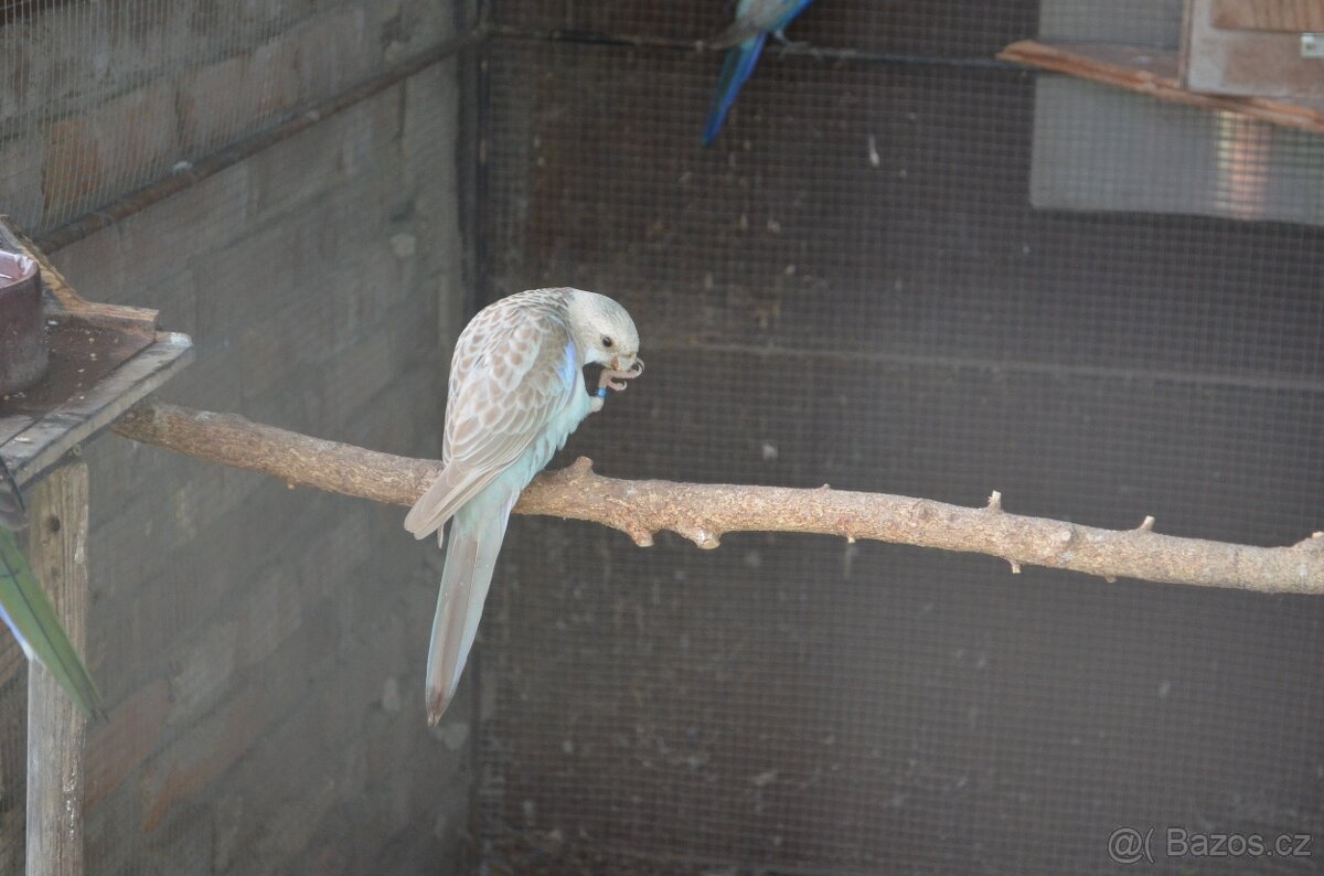 Prodám Rosela pestrá - 9