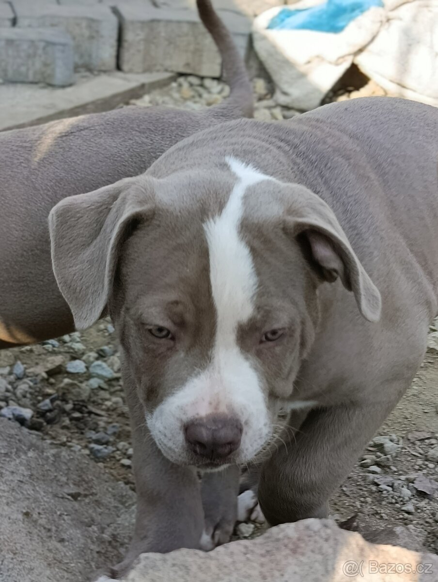 American bully xl xxl - 9