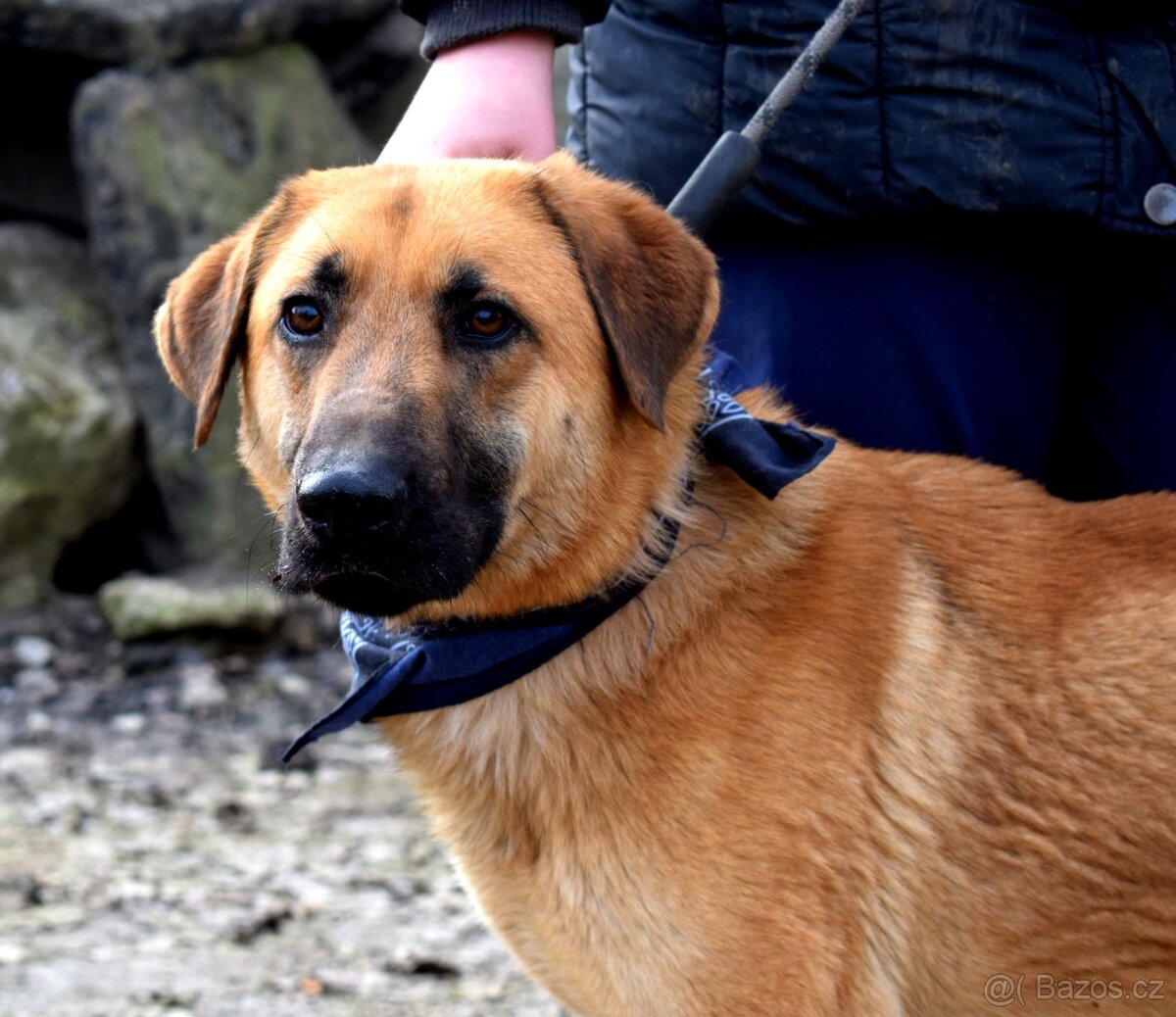 DONALD K ADOPCI - 2,5 ROKU, AKTIVNÝ,PŘÁTELSKÝ,VHODNÝ K RD - 9