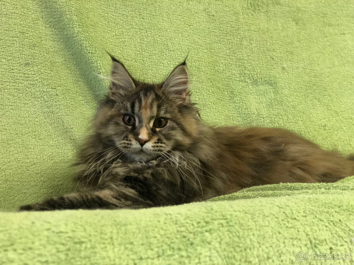 Mainská mývalí s PP - 9