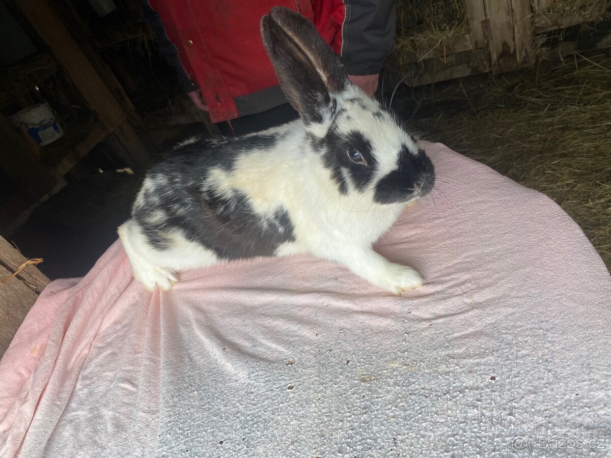 Samice na prodej - 9