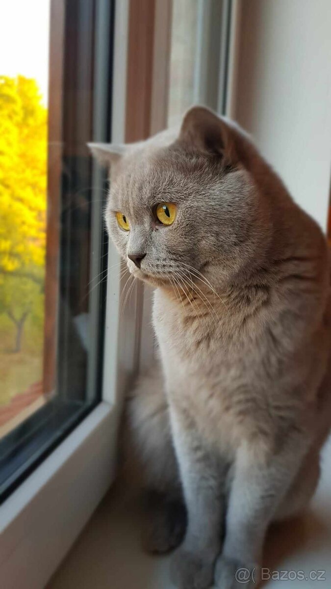 Britský lila kocour ke krytí - 9