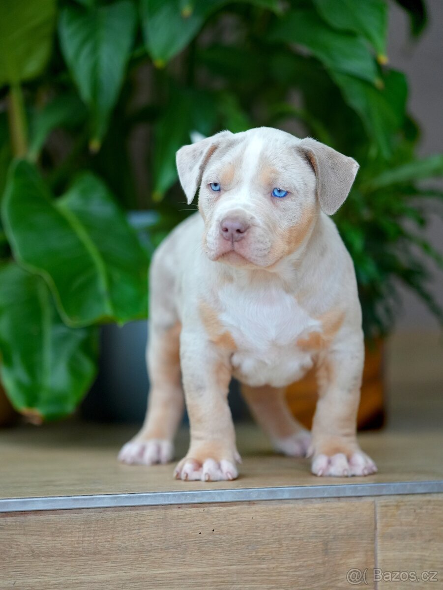 American Bully XL/XXL - 9