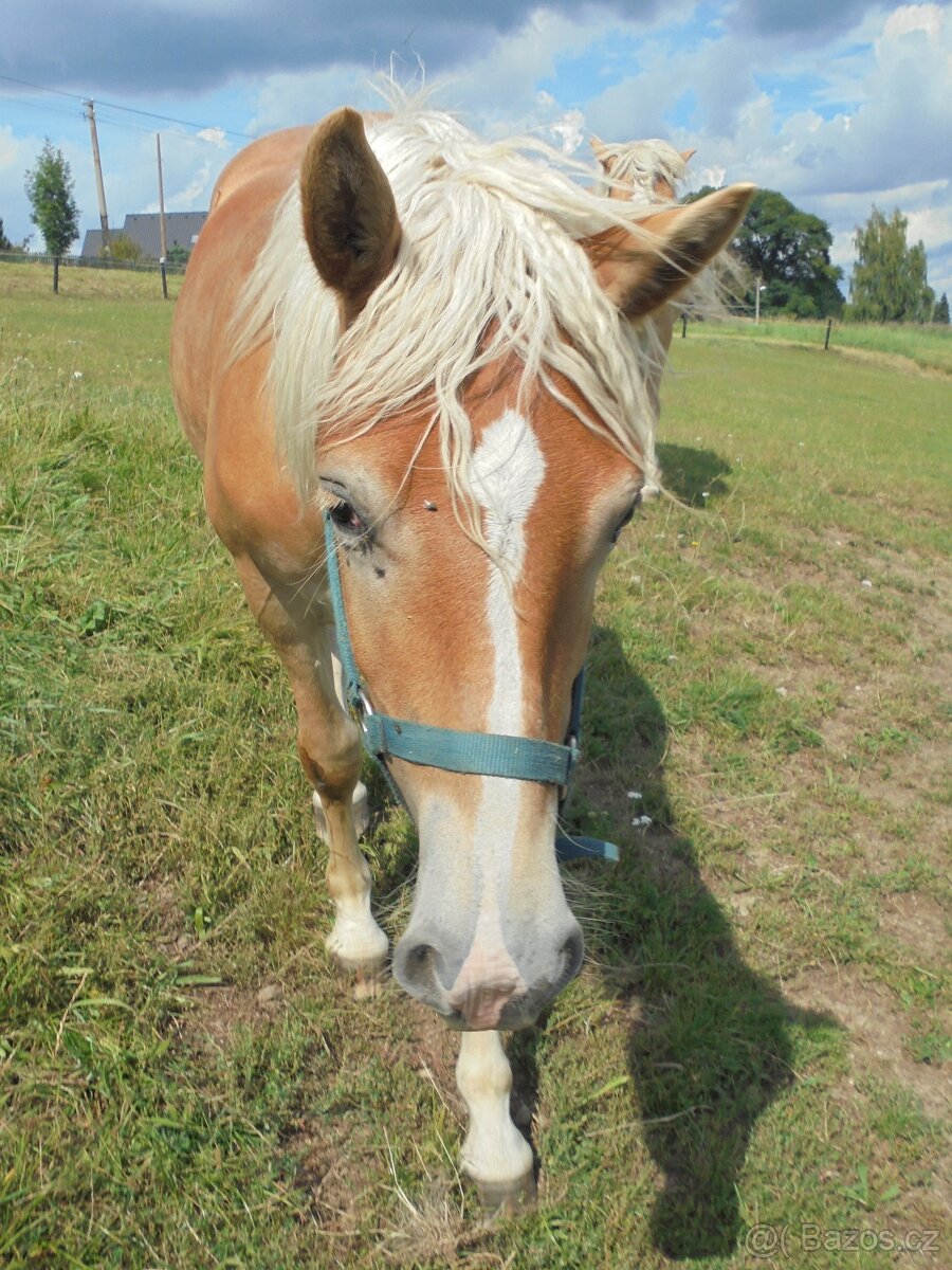 Prodám klisnu Hafling - 9