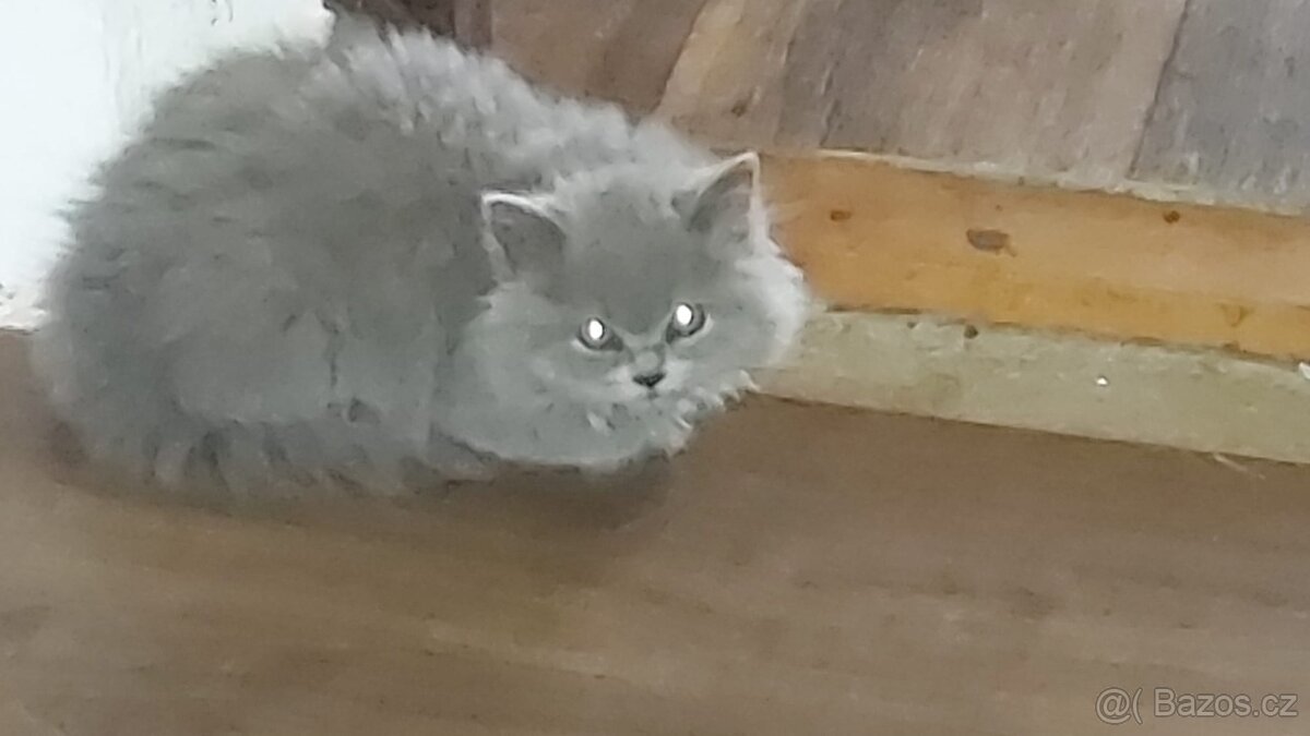 Nabízím čistokrevná britská koťata bez PP - 9