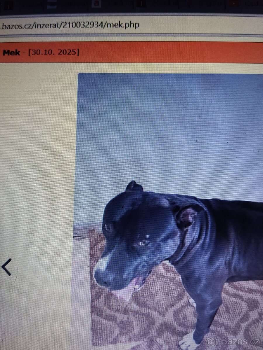 Pozor Pitbulové, kteří jsou útoční - 9