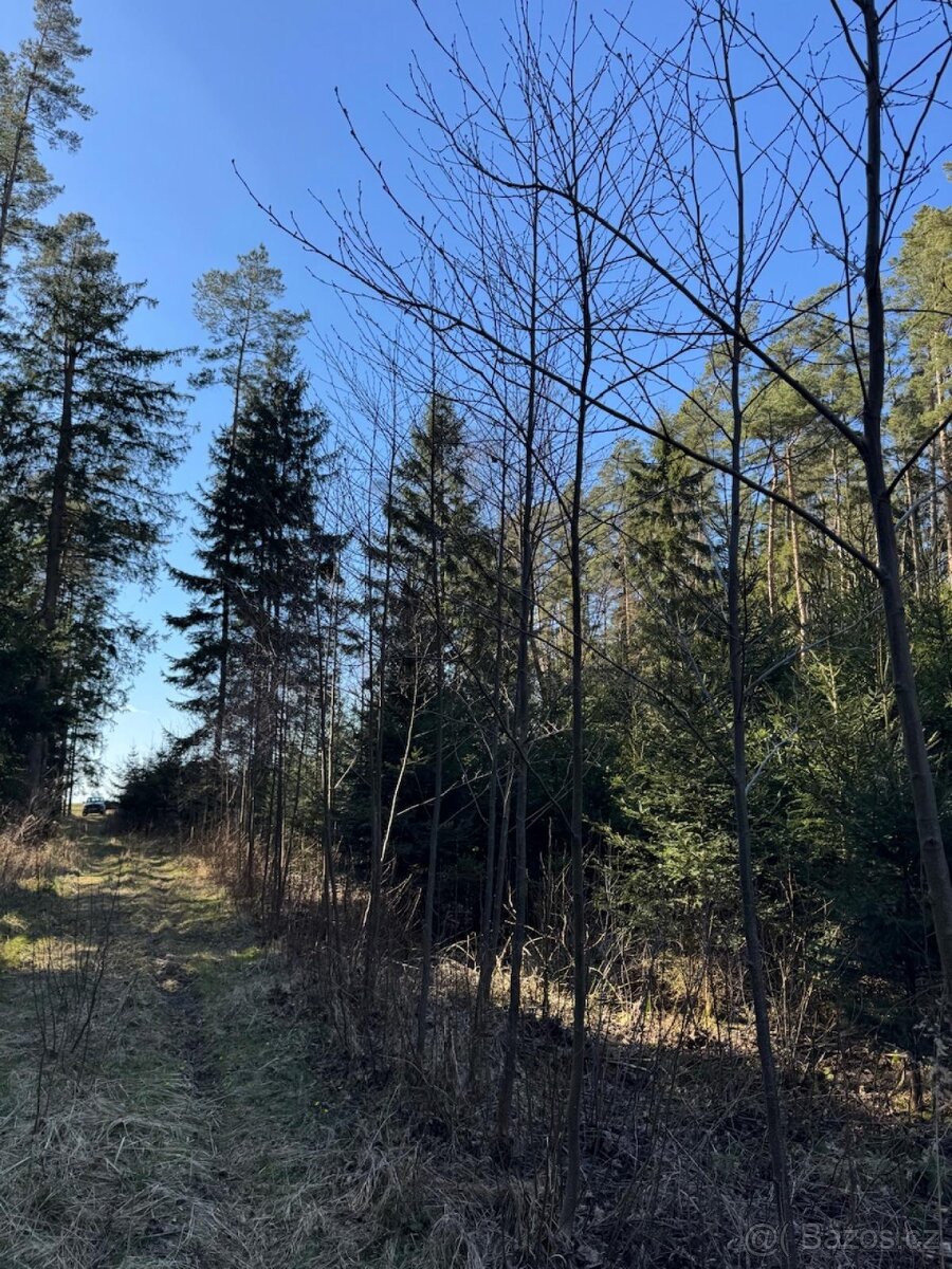Prodám lesní pozemek v k.ú. Sedlečko u Soběslavě - 9