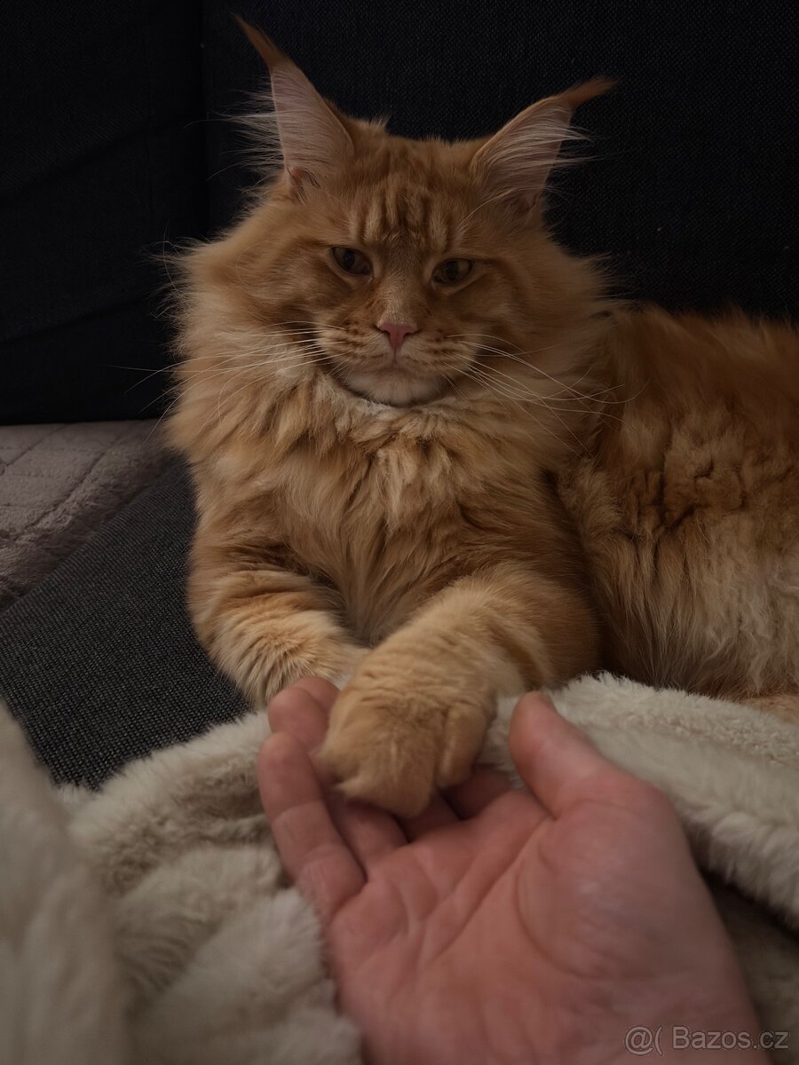 Mainská mývalí Bez PP - 9