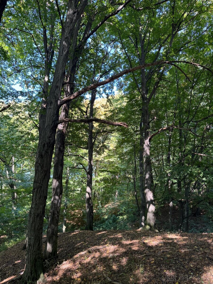 Prodej lesního pozemku v k.ú. Bartovice (2) - 9