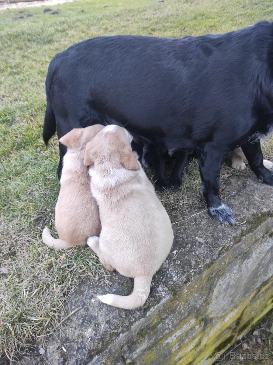 Prodej štěňat - 9