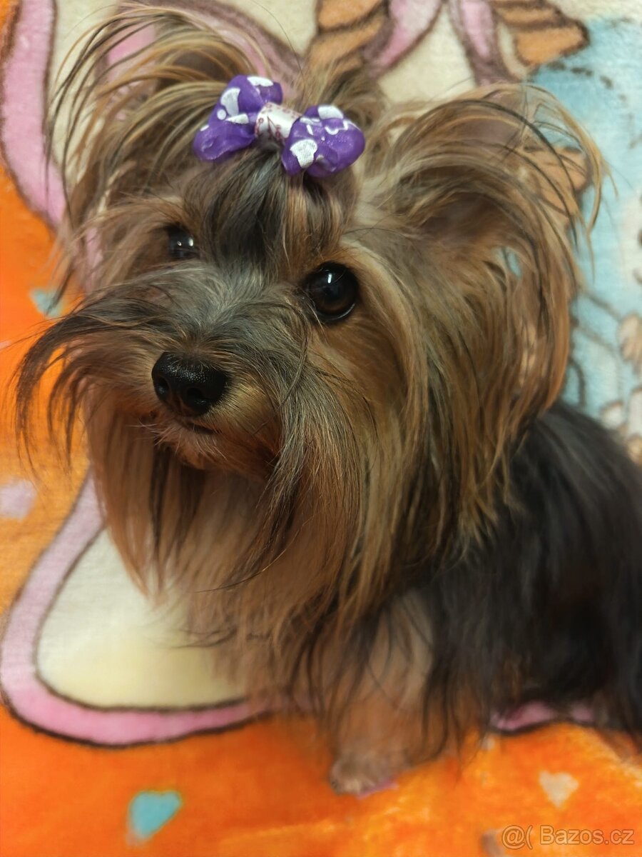 Jorkšírský teriér s PP - 9