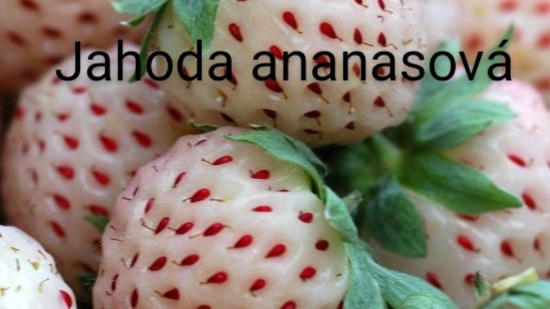 Trvalky, skalničky, jahody, pokojovky, leknín,byliny,sukulen - 9