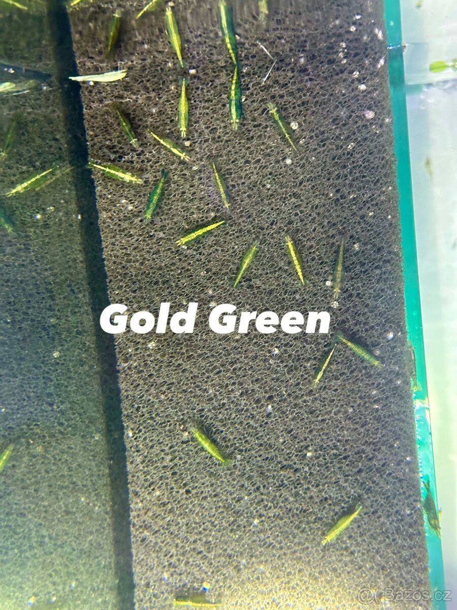 Krevetky Neocaridina, Endlerky - 9