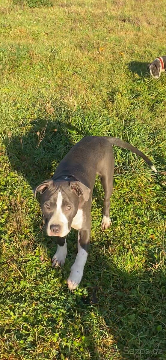 American Bully XL - 9