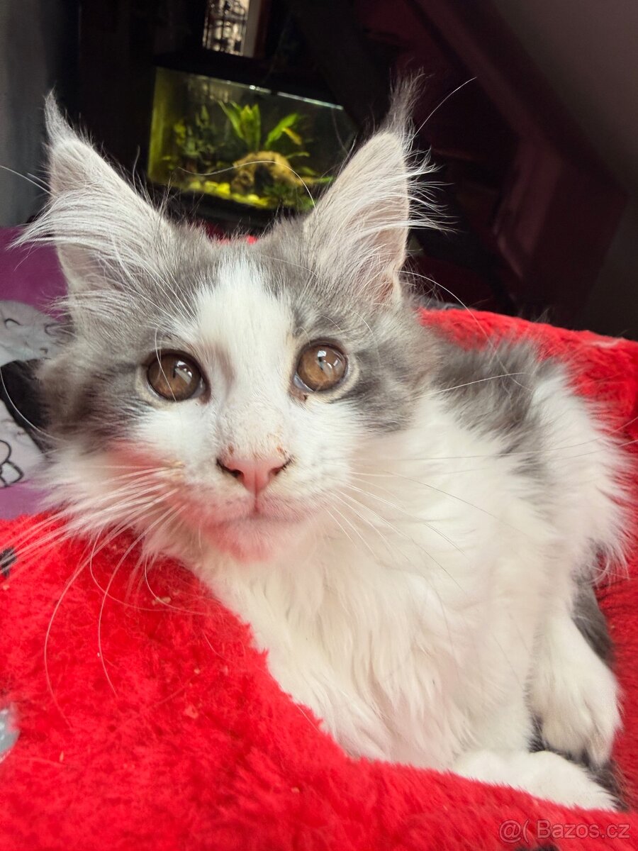 Mainská mývalí bez PP - 9