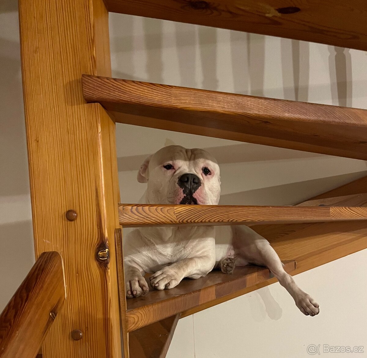 Krytí American Bully standard - 9