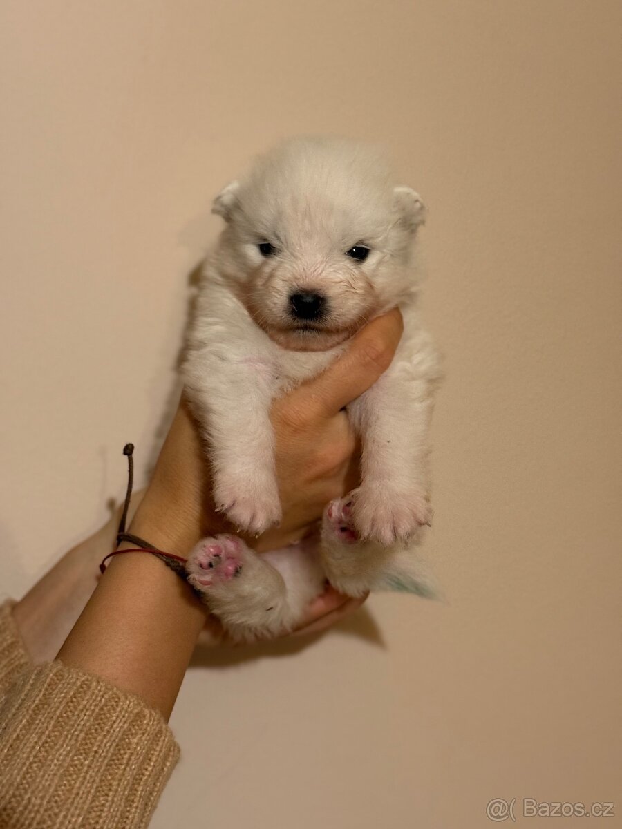 Samojed s PP - psík - 9