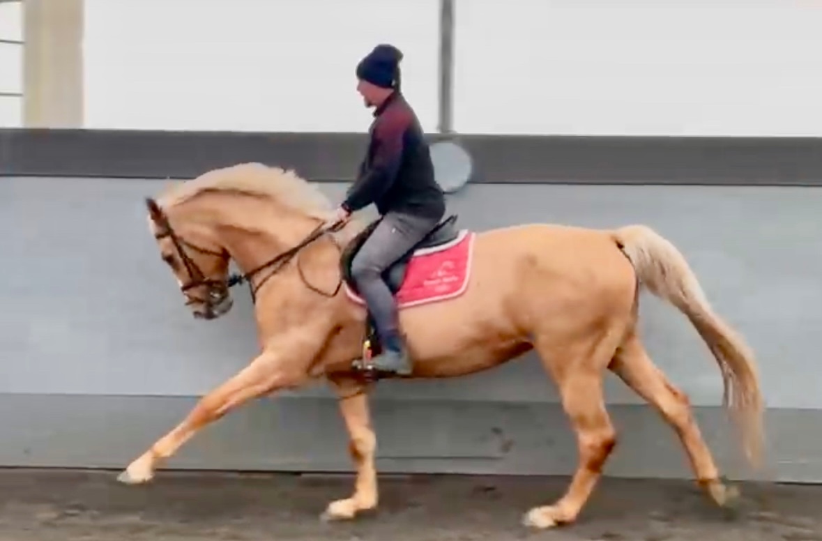 Prodám klisnu CS 12 let - 9