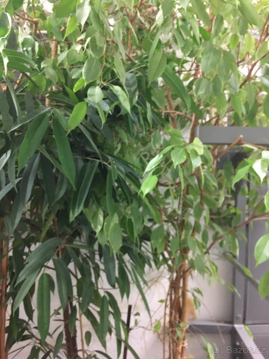 POKOJOVE KVETINY - 9