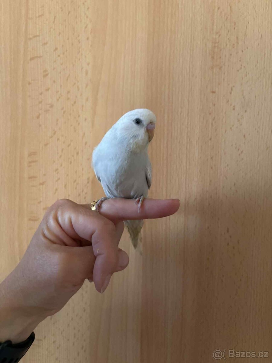 Prodám mladé andulky po vylétnutí z budky - 9