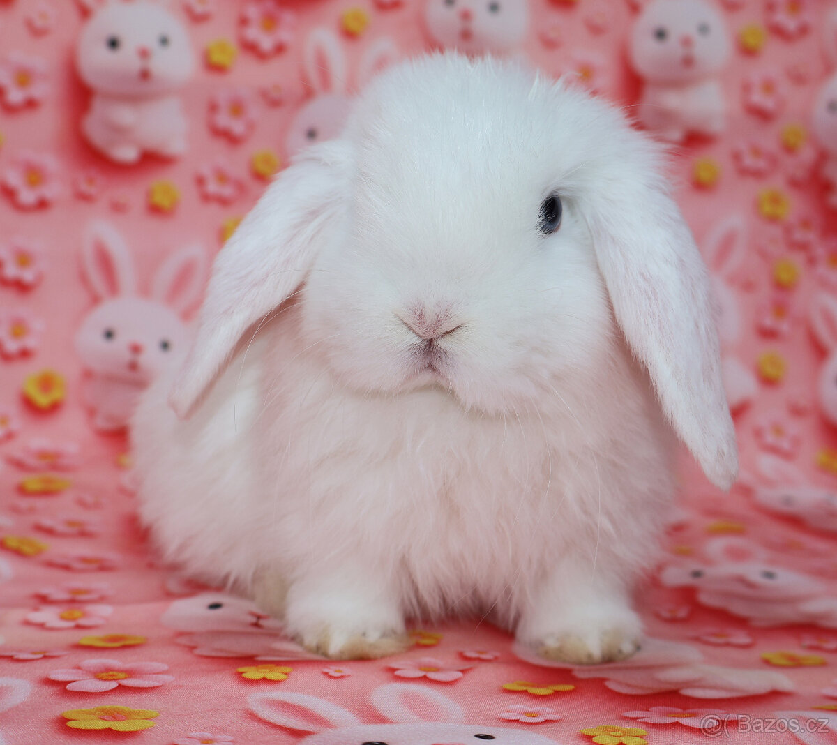 Zakrslý beránek sameček modrooký nyní k odběru. - 9