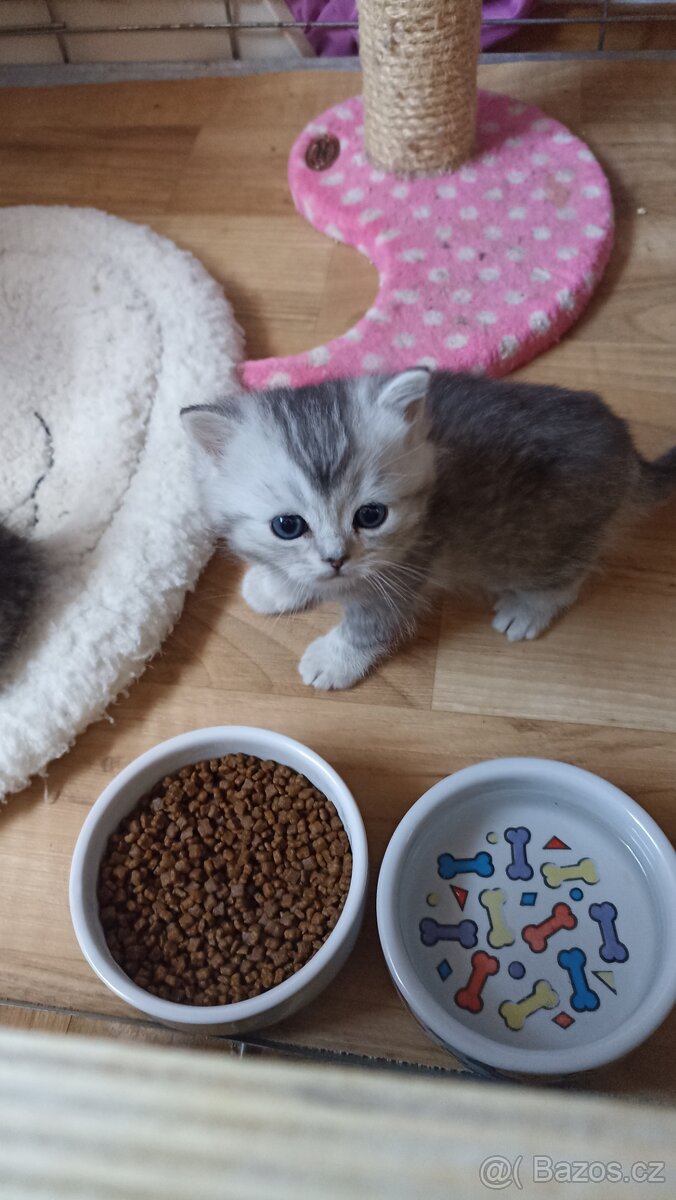Britská stříbřitá koťátka s PP - 9