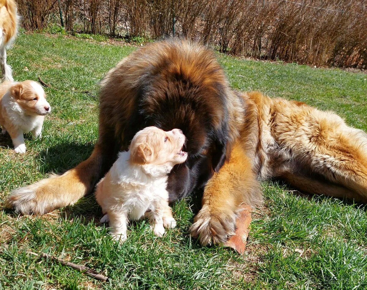 border kolie ee - red - 9