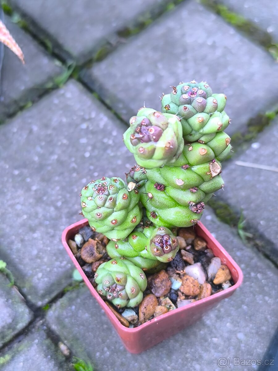 Sukulenty,kaktusy - 9