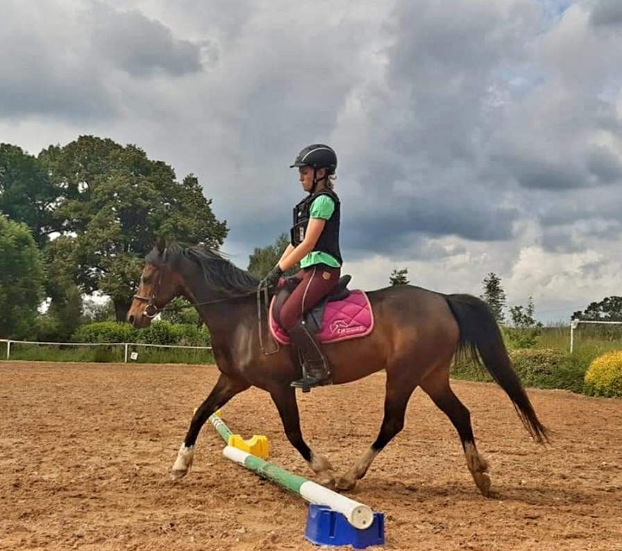 Welsh pony klisna - 9