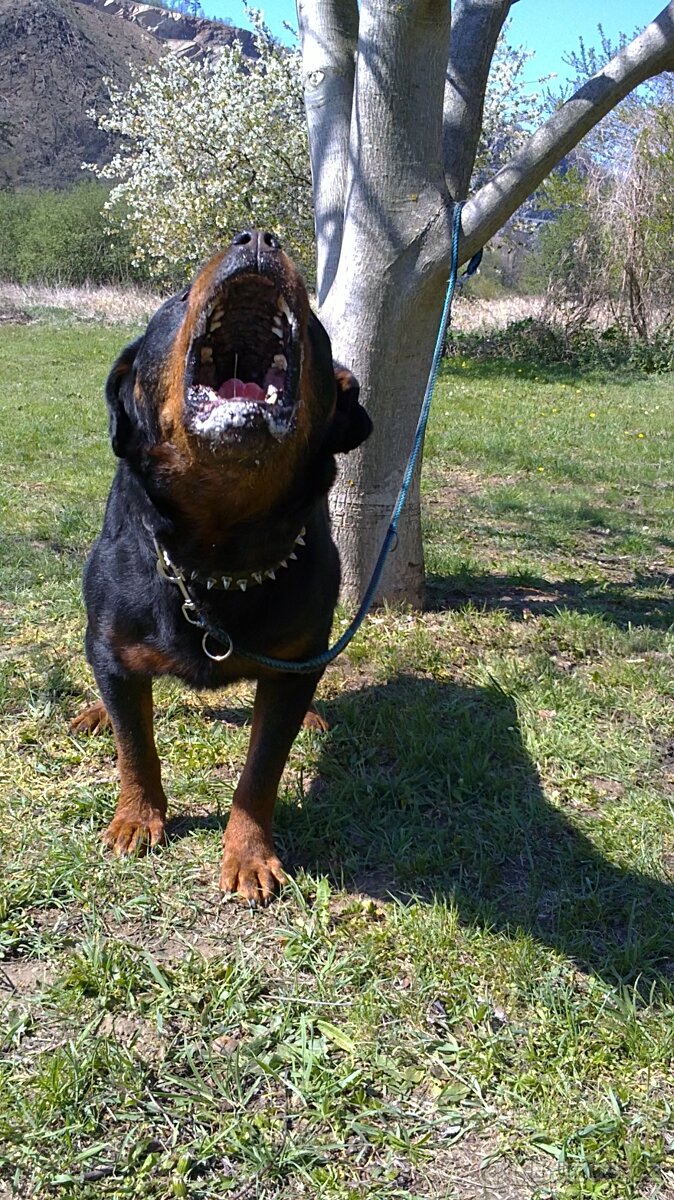 Krytí rotvajler, RTW, rottweiler s PP - 9