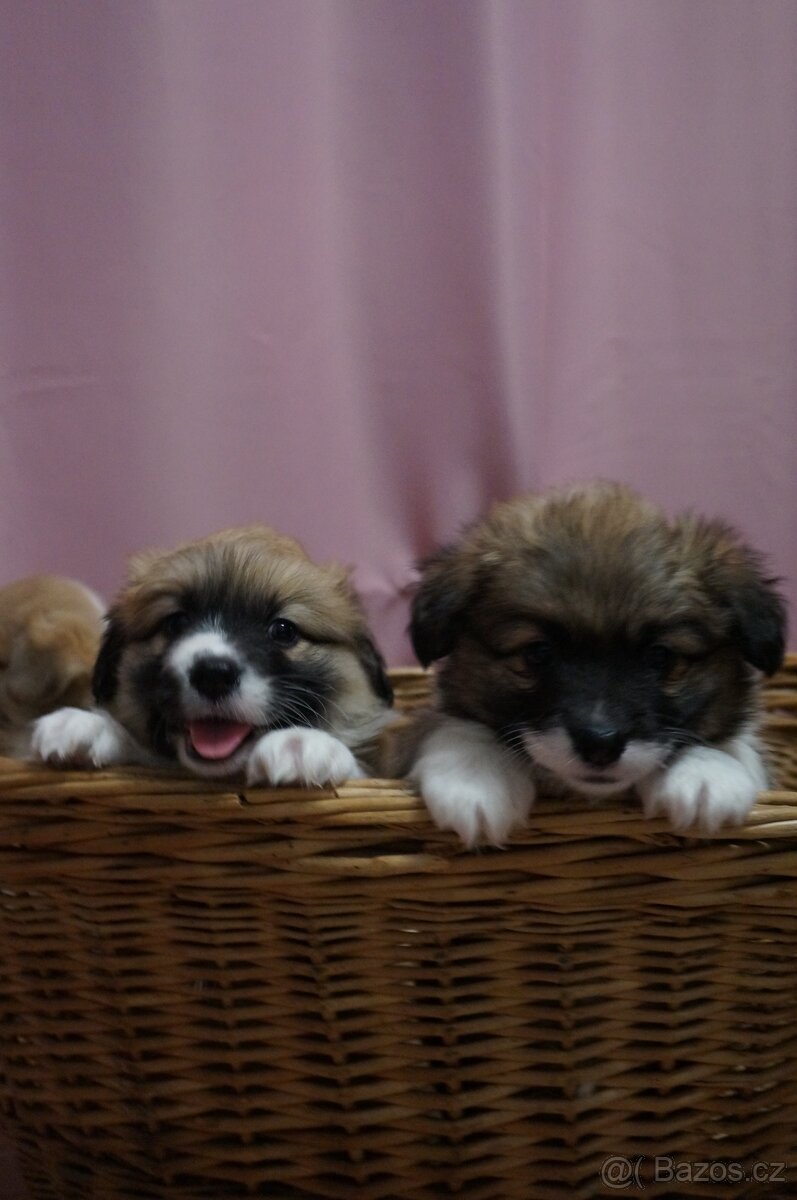 Welsh Corgi Pembroke - 9