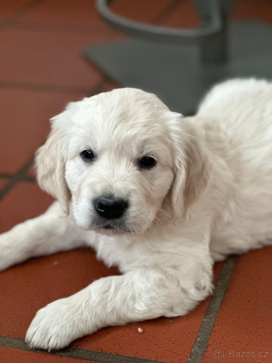 Štěňata zlatého retrívra - 9