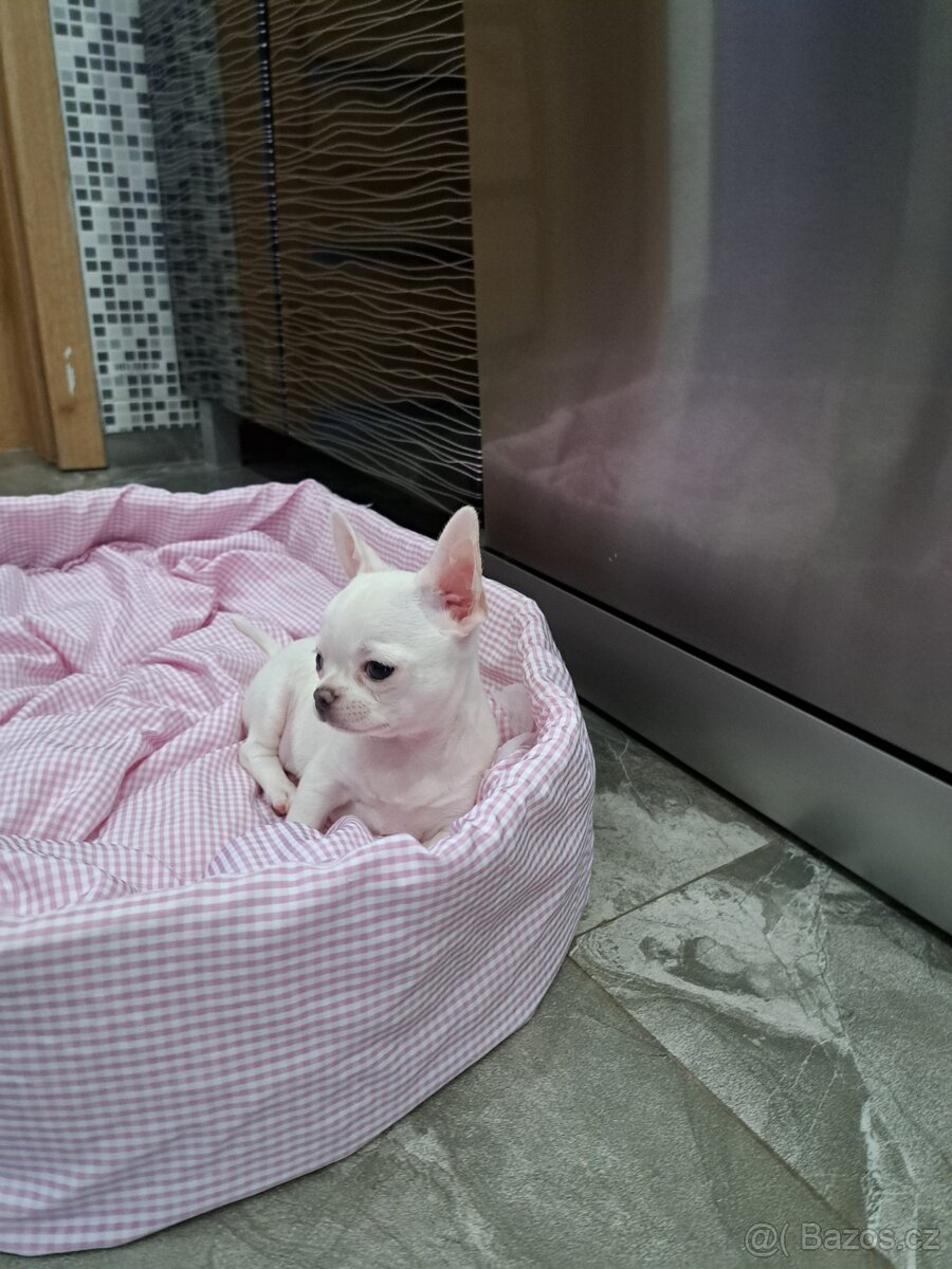 Čivava štěňátka fenečky - 9